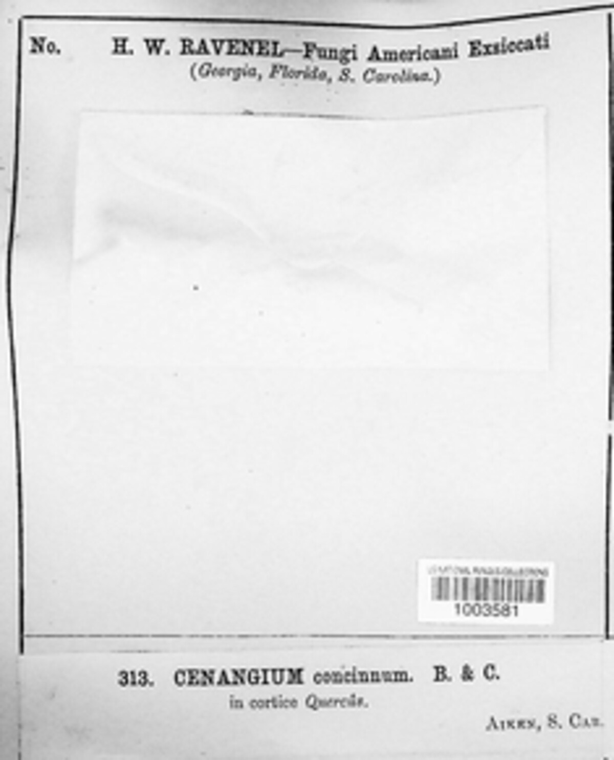 Scleroderris concinna image
